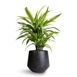 Dracaena Fragrans Lemon Lime - Branched -HousePlants Shop Dracaena fragrans Lemon Lime Branched 21x70cm Raindrop Tube Round Planter Anthracite