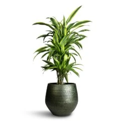 Noor Plant Pot - Velvet Green -HousePlants Shop Dracaena fragrans Lemon Lime Branched 24x90cm Noor Plant Pot Velvet Green 33x30cm 912c4454 ba78 4907 a5e2 20b453a69ca7