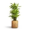 Dracaena Fragrans Lemon Lime - Branched -HousePlants Shop Dracaena fragrans Lemon Lime Branched 27x110cm Zayn Bamboo Planter 31.5x33cm 2