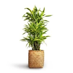 Zayn Bamboo Planter -HousePlants Shop Dracaena fragrans Lemon Lime Branched 27x110cm Zayn Bamboo Planter 31.5x33cm 2 3484520d 491b 4b04 bb51 9c518cd543c5