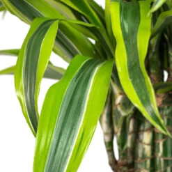 HousePlants Shop -HousePlants Shop Dracaena fragrans Lemon Lime Branched Close Up