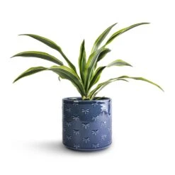 Dracaena Fragrans Lemon Lime - Head -HousePlants Shop Dracaena fragrans Lemon Lime Head 12x35cm Arley Plant Pot Blue Dragonfly 14.5x15.5cm