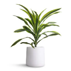 Dracaena Fragrans Lemon Lime - Head -HousePlants Shop Dracaena fragrans Lemon Lime Head 17x50cm Akemi Plant Pot Pure White 22x20cm