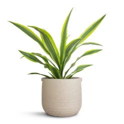 Dracaena Fragrans Lemon Lime - Head -HousePlants Shop Dracaena fragrans Lemon Lime Head 17x50cm Aurora Terrazzo Handle Plant Pot Oat 22x21cm