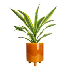 Pisa Plant Pot - Mustard 14 Pisa Plant Pot - Mustard -HousePlants Shop Dracaena fragrans Lemon Lime Head 17x50cm Pisa Plant Pot Mustard 20x24cm