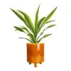 Dracaena Fragrans Lemon Lime - Head -HousePlants Shop Dracaena fragrans Lemon Lime Head 17x50cm Pisa Plant Pot Mustard 20x24cm 6bf24ae6 fd31 4ce0 bb12 3ee36a549dd6