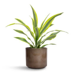 Dracaena Fragrans Lemon Lime - Head -HousePlants Shop Dracaena fragrans Lemon Lime Head 17x50cm Remmi Glaze Plant Pot Mocha 20x20cm f47c8ae6 ee3b 4689 89ec 80182e8fdf4e
