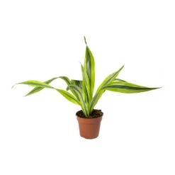 Dracaena Fragrans Lemon Lime - Head -HousePlants Shop Dracaena fragrans Lemon Lime Head