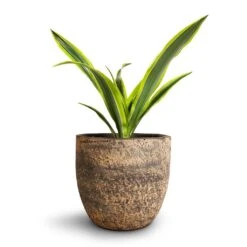 Dracaena Fragrans Lemon Lime - Head -HousePlants Shop Dracaena fragrans Lemon Lime Head Cas Plant Pot Sahara