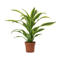 Dracaena Fragrans Lemon Lime - Head -HousePlants Shop Dracaena fragrans Lemon Lime Head Large