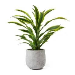 Dracaena Fragrans Lemon Lime - Head -HousePlants Shop Dracaena fragrans Lemon Lime Head Large Amber Grey Plant Pot