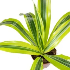 Dracaena Fragrans Lemon Lime - Head -HousePlants Shop Dracaena fragrans Lemon Lime Head Leaves