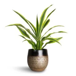 Dracaena Fragrans Lemon Lime - Head -HousePlants Shop Dracaena fragrans Lemon Lime Head Mya Plant Pot Deep Champagne