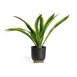 Dracaena Fragrans Lemon Lime - Head -HousePlants Shop Dracaena fragrans Lemon Lime Head bekka Plant Pot black fdf975a1 d244 4f3f 9726 626b0c63d9c1