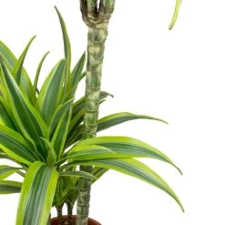 Dracaena Lemon Lime - Multi Stem - HydroCare -HousePlants Shop Dracaena fragrans Lemon Lime Leaves f0cd484d ee10 45ce bbcf 37fd2b6d17f7