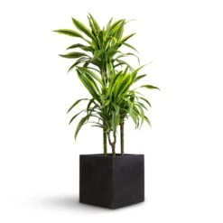 Grigio Cube Planter - Anthracite Concrete -HousePlants Shop Dracaena fragrans Lemon Lime Multi Stem 21x100cm 3 stems Grigio Cube Planter Anthracite Concrete 30x30x30cm