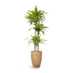 Ben Plant Pot - Straw Grass -HousePlants Shop Dracaena fragrans Lemon Lime Multi Stem 24x140cm 3stems Ben Plant Pot Straw Grass 30x41cm