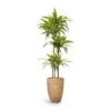 Dracaena Fragrans Lemon Lime - Multi Stem -HousePlants Shop Dracaena fragrans Lemon Lime Multi Stem 24x140cm 3stems Ben Plant Pot Straw Grass 30x41cm bf2555d4 64fb 4c2b b191 a00f80cab85e