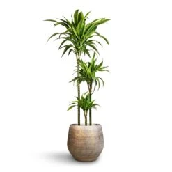Noor Plant Pot - Metallic Grey 19 Noor Plant Pot - Metallic Grey -HousePlants Shop Dracaena fragrans Lemon Lime Multi Stem 24x140cm 3stems Noor Plant Pot Metallic Grey 36x33cm 2 69d85773 6bcd 409f b13f 8f569db81933