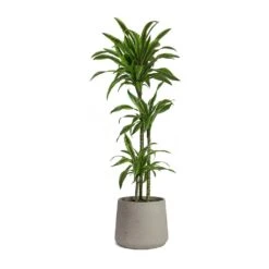 Patt Plant Pot - Grey Washed -HousePlants Shop Dracaena fragrans Lemon Lime Multi Stem Patt Plant Pot Grey Washed 5fb8f3d1 7454 44c1 b445 7bb9138f2993