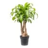 Dracaena Fragrans Massangeana - Branched -HousePlants Shop Dracaena fragrans Massangeana Branched 27x110cm