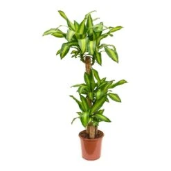 Dracaena Fragrans Massangeana - Multi Stem -HousePlants Shop Dracaena fragrans Massangeana Multi Stem