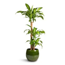 Aimee Plant Pot - Pear -HousePlants Shop Dracaena fragrans Massangeana Multi Stem 24x135cm 3 stems Aimee Plant Pot Pear 33x28cm 9d51daf9 fa5a 4318 8b6a 126301d74672
