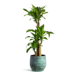 Dracaena Fragrans Massangeana - Multi Stem -HousePlants Shop Dracaena fragrans Massangeana Multi Stem Evi Plant Pot Antique Bronze