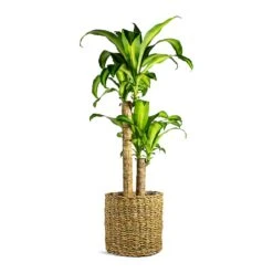 Dracaena Fragrans Massangeana - Multi Stem -HousePlants Shop Dracaena fragrans Massangeana Multi Stem Ido Plant Baskets Set of 5 Natural