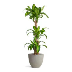 Dracaena Fragrans Massangeana - Multi Stem -HousePlants Shop Dracaena fragrans Massangeana Multi Stem Mini Jesslyn Plant Pot Grey Washed 1d2ee659 fe6e 49d7 97ae c150ba57569b