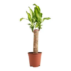Dracaena Fragrans Massangeana - Single Stem -HousePlants Shop Dracaena fragrans Massangeana Single Stem 14x65cm