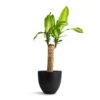 Dracaena Fragrans Massangeana - Single Stem -HousePlants Shop Dracaena fragrans Massangeana Single Stem 14x65cm Coral Refined Planter Volcano Black 18x15cm