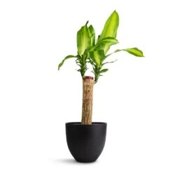 Dracaena Fragrans Massangeana - Single Stem