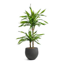 Mini Orb Kevan Plant Pot - Black Washed -HousePlants Shop Dracaena fragrans Riki Multi Stem Mini Orb Kevan Plant Pot Black Washed 0db091ea c26e 4629 9fec 3ecb01bfb139