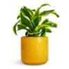 Dracaena Fragrans Tornado - Head 1 Dracaena Fragrans Tornado - Head -HousePlants Shop Dracaena fragrans Tornado Head 12x25cm Arley Plant Pot Yellow Bee 12.5x13.5cm de38fe8d 4d4f 41e4 ae71 ea7aff43ba01