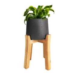 Patt Plant Pot - Tall Stand - Black Washed -HousePlants Shop Dracaena fragrans Tornado Head 12x25cm Patt Plant Pot Tall Stand Black Washed 23x34cmcopy 99b01b54 1c04 4197 876a 62e4fc0fa06a