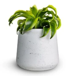 Patt Plant Pot - White Washed -HousePlants Shop Dracaena fragrans Tornado Head 12x25cm Patt Plant Pot White Washed 16x14cmcopy