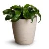 Dracaena Fragrans Twister - Head -HousePlants Shop Dracaena fragrans Twister Head 12x25cm Gerben Plant Pot Grey Washed 15x16cm