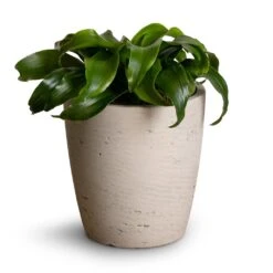 Gerben Plant Pot - Grey Washed -HousePlants Shop Dracaena fragrans Twister Head 12x25cm Gerben Plant Pot Grey Washed 15x16cm 3e49951f 58d9 450b aa06 319421409d78