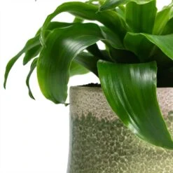 Dracaena Fragrans Twister - Head -HousePlants Shop Dracaena fragrans Twister Head Jorrit Plant Pot Satin Green Close Up 1aee5229 9505 447b ac78 6198f2e3e971