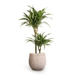 Ryan Plant Pot - White Black 18 Ryan Plant Pot - White Black -HousePlants Shop Dracaena fragrans Ulises Multi Stem 19x100cm 2stems Ryan Plant Pot White Black 26x26cm