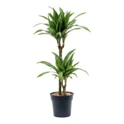 Dracaena Fragrans Ulises - Multi Stem -HousePlants Shop Dracaena fragrans Ulises Multi Stem 2 Stem