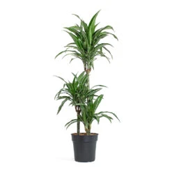 Dracaena Fragrans Ulises - Multi Stem -HousePlants Shop Dracaena fragrans Ulises Multi Stem 21cm