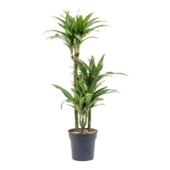 Dracaena Fragrans Ulises - Multi Stem -HousePlants Shop Dracaena fragrans Ulises Multi Stem
