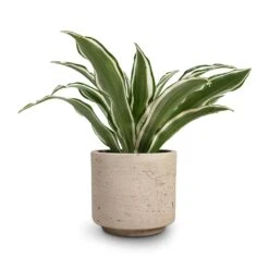 Novi Plant Pot - Grey Washed 16 Novi Plant Pot - Grey Washed -HousePlants Shop Dracaena fragrans White Jewel Head 12x25cm Novi Plant Pot Grey Washed 15x13.5cm 30716801 5704 459c bb70 5b0ac1175870