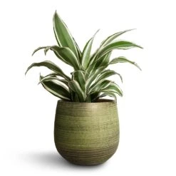 Dracaena Fragrans White Jewel - Head -HousePlants Shop Dracaena fragrans White Jewel Head 17x50cm Lydia Plant Pot Shiny Green 22x20cm