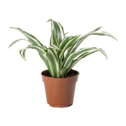 Dracaena Fragrans White Jewel - Head -HousePlants Shop Dracaena fragrans White Jewel Head