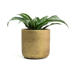 Dracaena Fragrans White Jewel - Head -HousePlants Shop Dracaena fragrans White Jewel Head Charlie Plant Pot Metallic Gold f3511a26 6f44 4d1e 8a3d 99a8e3dc1fbc