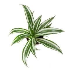 Dracaena Fragrans White Jewel - Head -HousePlants Shop Dracaena fragrans White Jewel Head Leaves