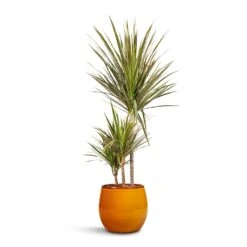 Charlotte Plant Pot - Spiced Ochre -HousePlants Shop Dracaena marginata Bicolour Multi Stem 21x110cm 3 stems Charlotte Plant Pot Spiced Ochre 23x20cm